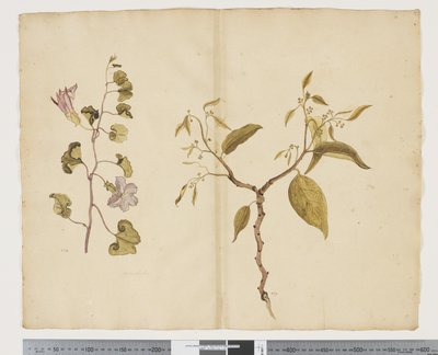 F.13 Ipomea ayağı, keçi ayağı Celtis paniculata, c.1790-95 (kağıt üzerine suluboya ve mürekkep) by John (attr. to) Doody