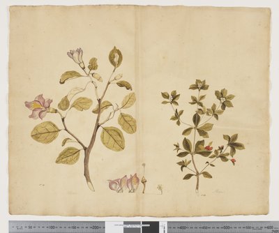 F.15 Lagunaria Patersonia; Alyxia gynopogon, c.1790-95 (kağıt üzerine suluboya ve mürekkep) by John (attr. to) Doody