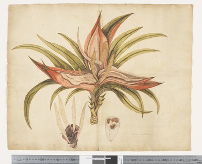 F.1 Freycinetia baueriana, c.1790-95 (kağıt üzerine suluboya ve mürekkep) by John (attr. to) Doody