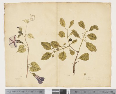 F.24 Ipomoea congesta; Elaeodendron curtipendulum, c.1790-95 (kağıt üzerine suluboya ve mürekkep) by John (attr. to) Doody