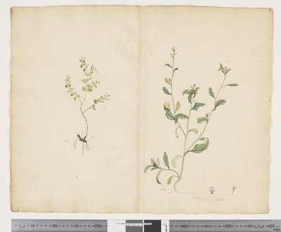 F.25 Euphorbia sparrmannii; Lobelia alata, c.1790-95 (kağıt üzerine suluboya ve mürekkep) by John (attr. to) Doody