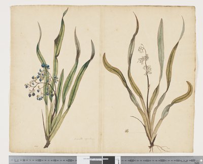 F.29 Dianella intermedia, c.1790-95 (kağıt üzerine suluboya ve mürekkep) by John (attr. to) Doody