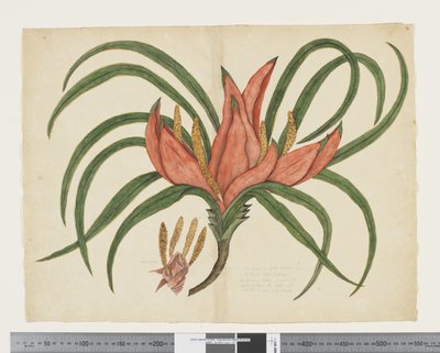 F.36 Freycinetia baueriana, c.1790-95 (kağıt üzerine suluboya ve mürekkep) by John (attr. to) Doody