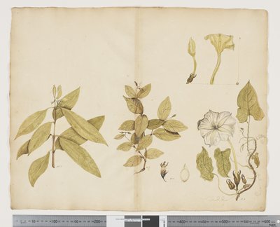 F.6 Wikstroemia Australis; Ipomea, c.1790-95 (kağıt üzerine suluboya ve mürekkep) by John (attr. to) Doody