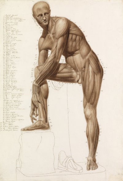 Anatomik Çalışma: Praxiteles Pozunda İnsan Kasları" "Hermes Sandaletini Bağlıyor" by John Bathe