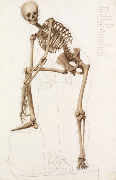 Anatomik Çalışma: Praxiteles Pozunda İnsan İskeleti" "Hermes Sandaletini Bağlıyor" by John Bathe
