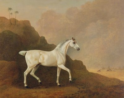 Çöl Manzarasında Gri Bir Arap Aygırı by John Boultbee