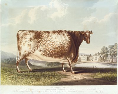 Airedale Düve, gravür R. Reeve, 1820 (renkli gravür) by John Bradley