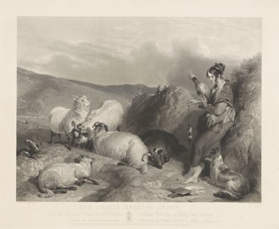 Lassie Sürü Koyunları. by John Burnet