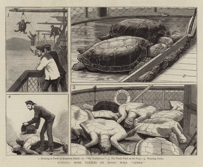 Bringing Home Turtles on Board HMS Jumna  by John Charles Dollman