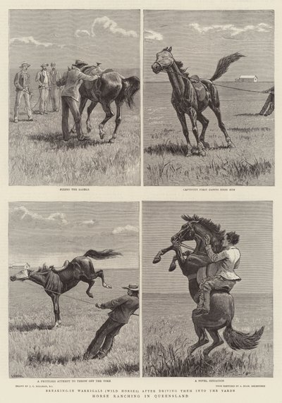 Queensland'de At Çiftliği by John Charles Dollman
