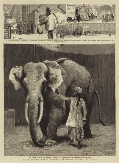 Bay Barnum'un Beyaz Birmanya Fili Toung Taloung by John Charles Dollman
