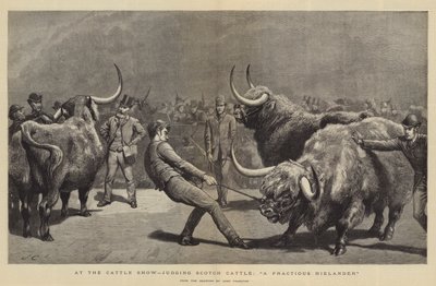 Sığır Gösterisinde, Sığır Sığırını Yargılamak, Kırılgan Bir Hielander by John Charlton