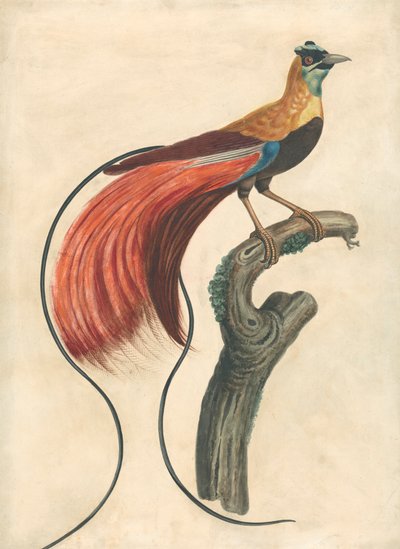 Kırmızı Tüylü Cennet Kuşu (Paradise Apoda Raggiana), Güneydoğu Yeni Gine by John Collet