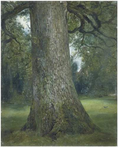 Bir Karaağaç Gövdesinin İncelenmesi, c. 1824 by John Constable