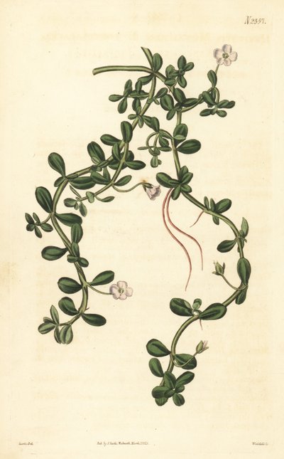 Brahmi veya su çördük, Bacopa monnieri by John Curtis