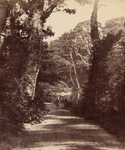Yukarı Göl, Penllergare Vadisi Ormanı, yak. 1852 (fotoğraf) by John Dillwyn Llewelyn