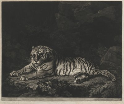 bir kaplan by John Dixon after George Stubbs