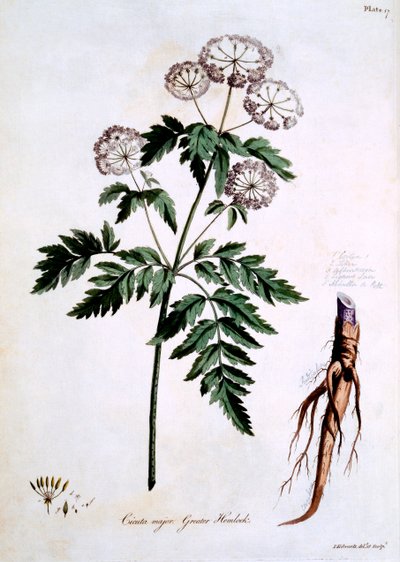 Greater Hemlock [Cicuta major], John Edwards