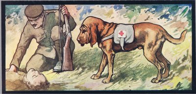 Ambuland tazı, 1919