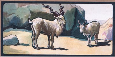 Markhor (Keçi) by John Edwin Noble
