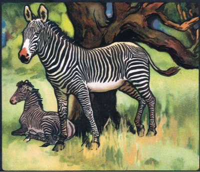 Zebralar, P. Pycraft