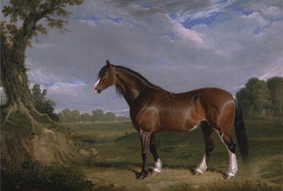 Bir Clydesdale Aygırı by John Frederick Herring