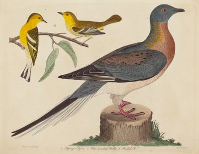 Yolcu Güvercini, Mavi Dağ Ötleğen ve Baldıran Ötleğen by John G. Warnicke after Alexander Wilson