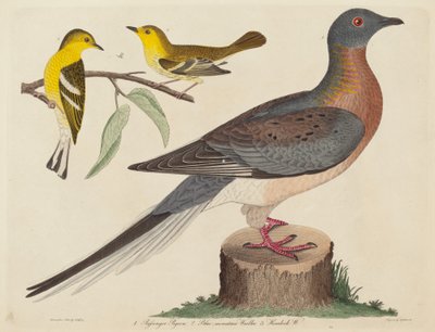 Yolcu Güvercini, Mavi Dağ Ötleğen ve Baldıran Ötleğen by John G. Warnicke after Alexander Wilson
