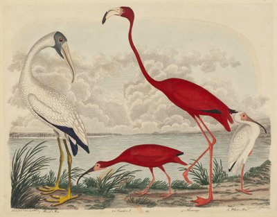 Ahşap Ibis, Kızıl Ibis, Flamingo ve Beyaz Ibis by John G. Warnicke after Alexander Wilson