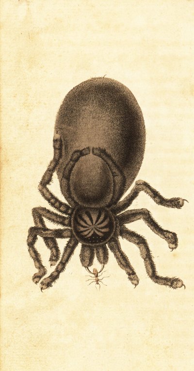 Serçe tarantula, Avicularia avicularia. , 1800 (gravür) by John Gabriel Stedman