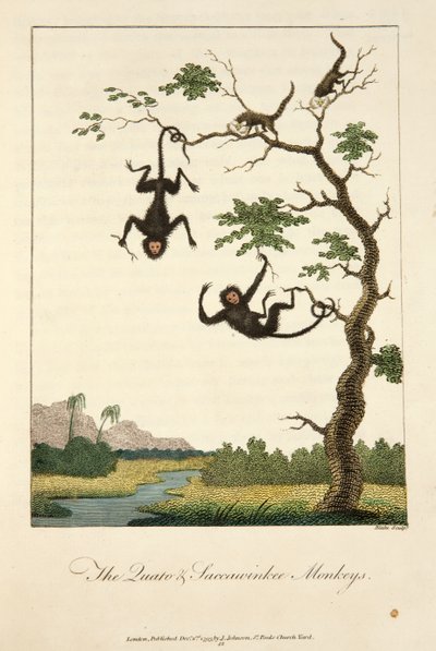 Quato ve Saccawinkee Maymunları by John Gabriel Stedman