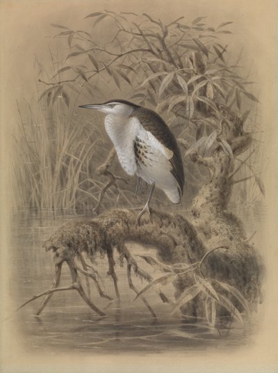  by John Gerrard Keulemans