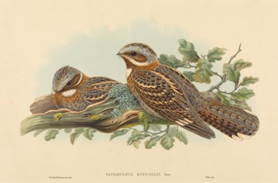 Caprimulgus Ruficollis. Yaratıcılar: John Gould, Henry Constantine Richter. by John Gould and Henry Constantine Richter John Gould and Henry Constantine Richter