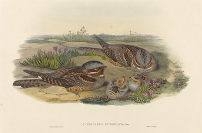 Caprimulgus europaeus Nightjar. Yaratıcılar: John Gould, Henry Constantine Richter. by John Gould and Henry Constantine Richter John Gould and Henry Constantine Richter