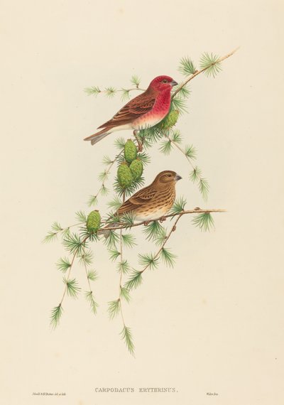 Carpodacus erythrinus Ortak Gül Finch. Yaratıcılar: John Gould, Henry Constantine Richter. by John Gould and Henry Constantine Richter John Gould and Henry Constantine Richter