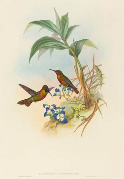 Clytolaema aurescens Bantlı Yakut veya Gould