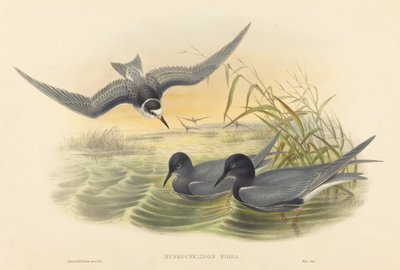Hidroşelidon nigra. Yaratıcılar: John Gould, Henry Constantine Richter. by John Gould and Henry Constantine Richter John Gould and Henry Constantine Richter
