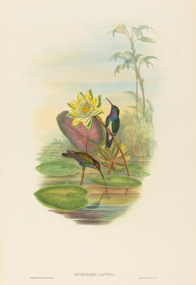 Hylocharis lactea Safir göğüslü Zümrüt. Yaratıcılar: John Gould, Henry Constantine Richter. by John Gould and Henry Constantine Richter John Gould and Henry Constantine Richter