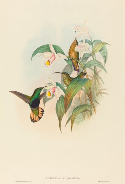 Lafresnaya flavicaudata Buff kuyruklu Kadife göğüs. Yaratıcılar: John Gould, Henry Constantine Richter. by John Gould and Henry Constantine Richter John Gould and Henry Constantine Richter