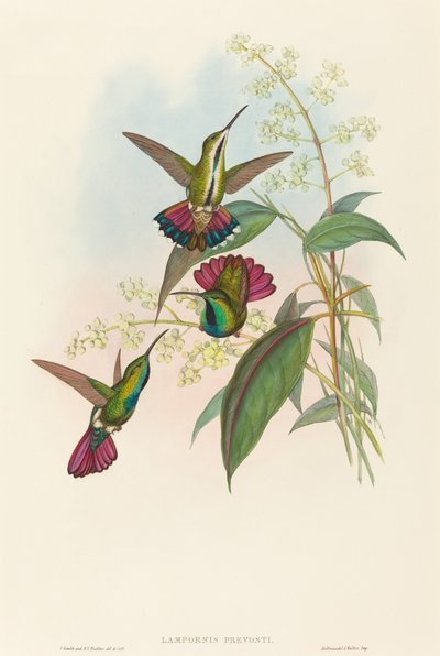 Lampornis prevosti. Yaratıcılar: John Gould, Henry Constantine Richter. by John Gould and Henry Constantine Richter John Gould and Henry Constantine Richter