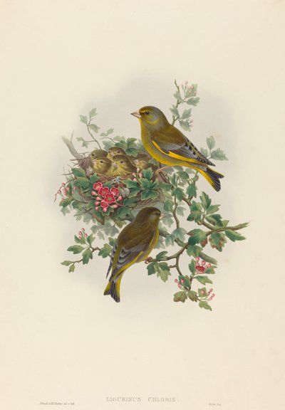Ligurinus kloris Greenfinch. Yaratıcılar: John Gould, Henry Constantine Richter. by John Gould and Henry Constantine Richter John Gould and Henry Constantine Richter