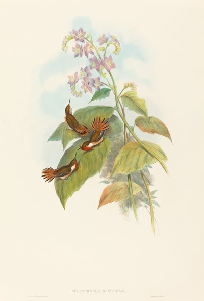 Selashorus scintilla Scintillant Sinekkuşu. Yaratıcılar: John Gould, Henry Constantine Richter. by John Gould and Henry Constantine Richter John Gould and Henry Constantine Richter