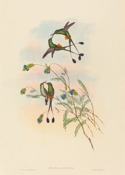 Spathura peruana Peru Raket Kuyruğu. Yaratıcılar: John Gould, Henry Constantine Richter. by John Gould and Henry Constantine Richter John Gould and Henry Constantine Richter