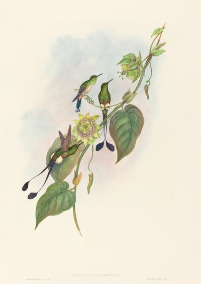 Spathura underwoodi Beyaz Ayaklı Raket Kuyruğu. Yaratıcılar: John Gould, Henry Constantine Richter. by John Gould and Henry Constantine Richter John Gould and Henry Constantine Richter