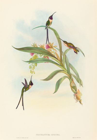 Tharmastura enicura İnce Makas Kuyruğu. Yaratıcılar: John Gould, Henry Constantine Richter. by John Gould and Henry Constantine Richter John Gould and Henry Constantine Richter