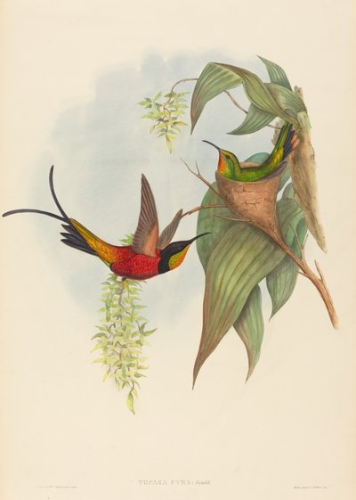 Topaza pira Peri Topaz. Yaratıcılar: John Gould, Henry Constantine Richter. by John Gould and Henry Constantine Richter John Gould and Henry Constantine Richter