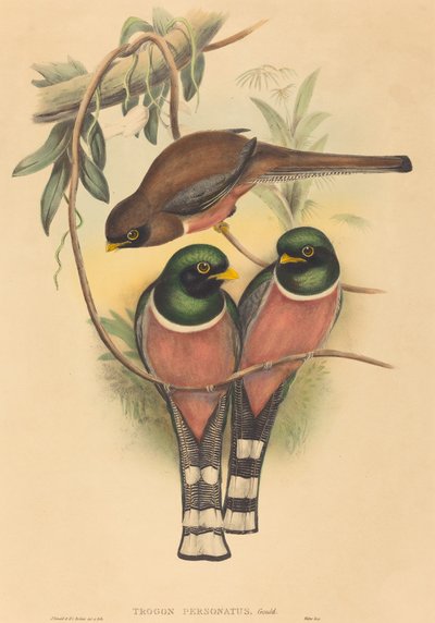 Trogan kişiliği, muhtemelen 18361838. Yaratıcılar: John Gould, Henry Constantine Richter. by John Gould and Henry Constantine Richter John Gould and Henry Constantine Richter