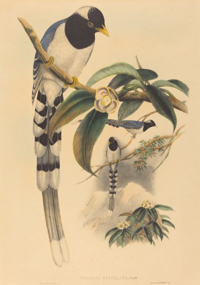 Urocissa cucullata, muhtemelen 18501883. Yaratıcılar: John Gould, Henry Constantine Richter. by John Gould and Henry Constantine Richter John Gould and Henry Constantine Richter