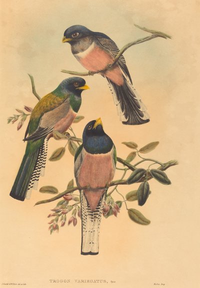 Trogan variegatus, muhtemelen 18361838. Yaratıcılar: John Gould, William Matthew Hart. by John Gould, William Matthew Hart